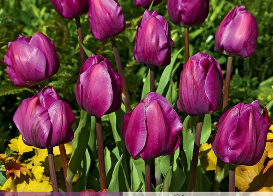 TriumphTulpen, Grün erleben, Blumenzwiebeln