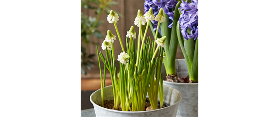 HALLO FRüHLING!