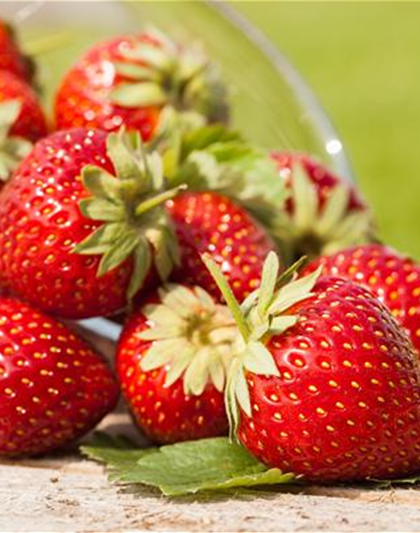 ERDBEEREN AUS DEM EIGENEN GARTEN