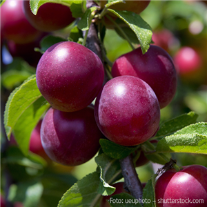 WIE GEHT... OBSTPFLANZE?