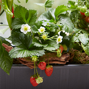 ERDBEEREN AUS DEM EIGENEN GARTEN