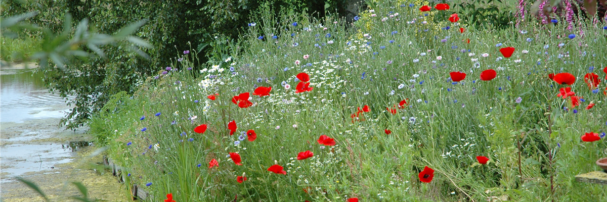 Wildblumenwiese am Wasser