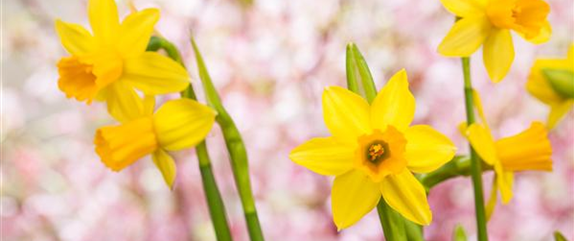 FRüHLING AUF DEM BALKON