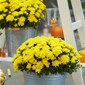 BLüTEN FüR DEN HERBSTBALKON!