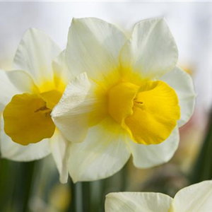 DAS GARTENPARADIES FüR OSTERHASEN