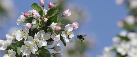 Obstbäume schneiden