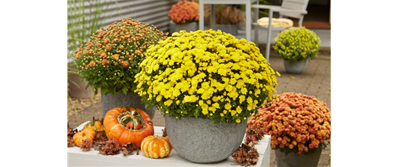 BLüTEN FüR DEN HERBSTBALKON!