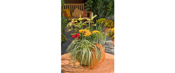 BLüTEN FüR DEN HERBSTBALKON!