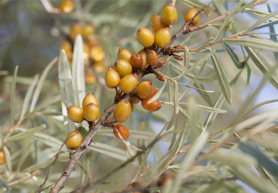 Piepmätze und andere hungrige Gartenbewohner