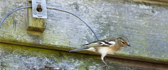 Frühlingsgefühle: Vögel in der Brutzeit