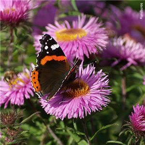 SCHMETTERLINGSGARTEN