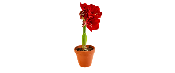 PRACHTVOLLE STERNE! DEKORATIONSWUNDER AMARYLLIS.