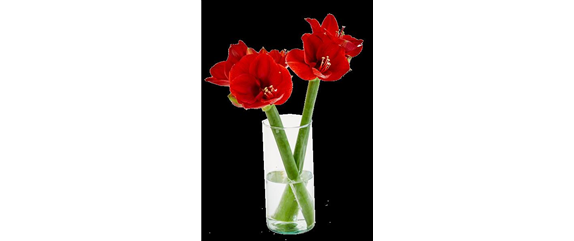 PRACHTVOLLE STERNE! DEKORATIONSWUNDER AMARYLLIS.