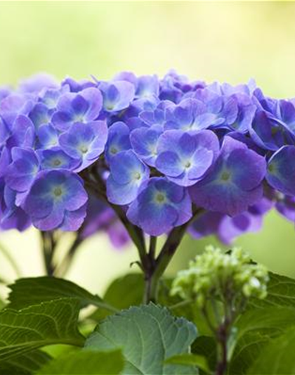 DIE HORTENSIE - DER SCHöNE GARTENKLASSIKER