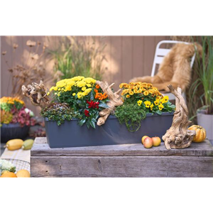 BLüTEN FüR DEN HERBSTBALKON!