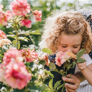 VOLLE BLüTE, VOLLER DUFT!